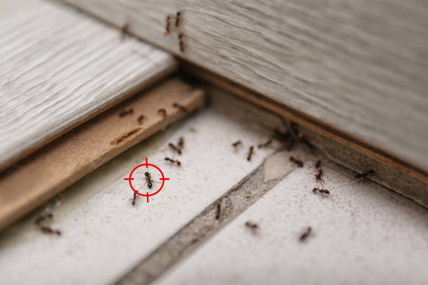 Best Best Pest Control Near Me  in Teutopolis, IL
