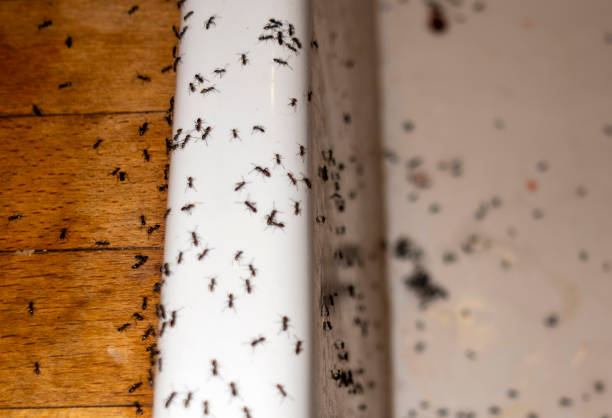 Best Pest Control Near Me  in Teutopolis, IL