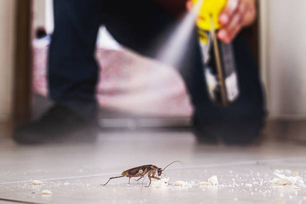 Best Exterminator Services  in Teutopolis, IL